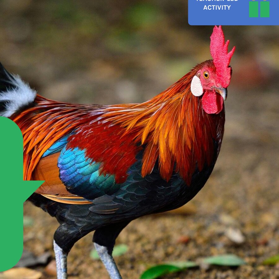 A rooster